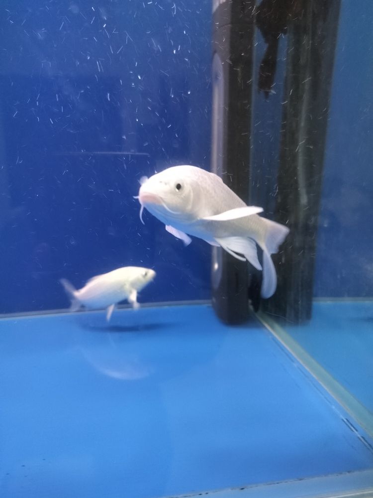白貴妃