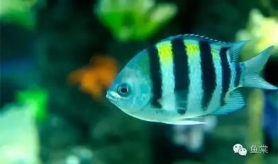 金龍魚適應新環境的方法（如何幫助金龍魚更快地適應新環境？）