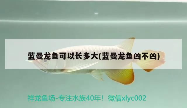 藍(lán)曼龍魚可以長多大(藍(lán)曼龍魚兇不兇)