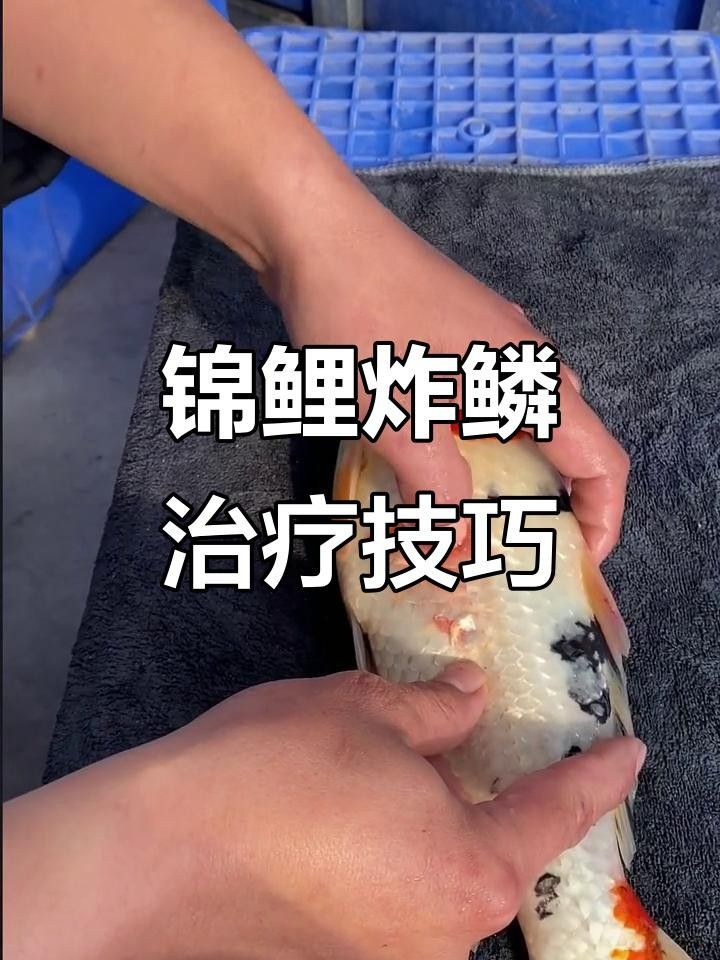 錦鯉炸鱗怎么治療