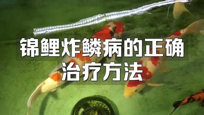 錦鯉炸鱗怎么治療