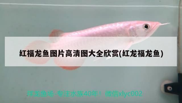 紅福龍魚圖片高清圖大全欣賞(紅龍福龍魚)