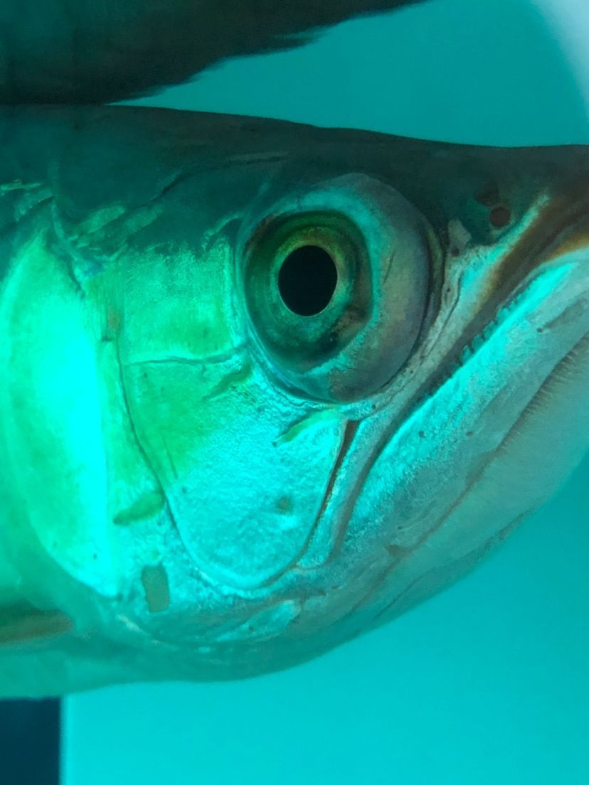 龍魚凸眼怎么治療等