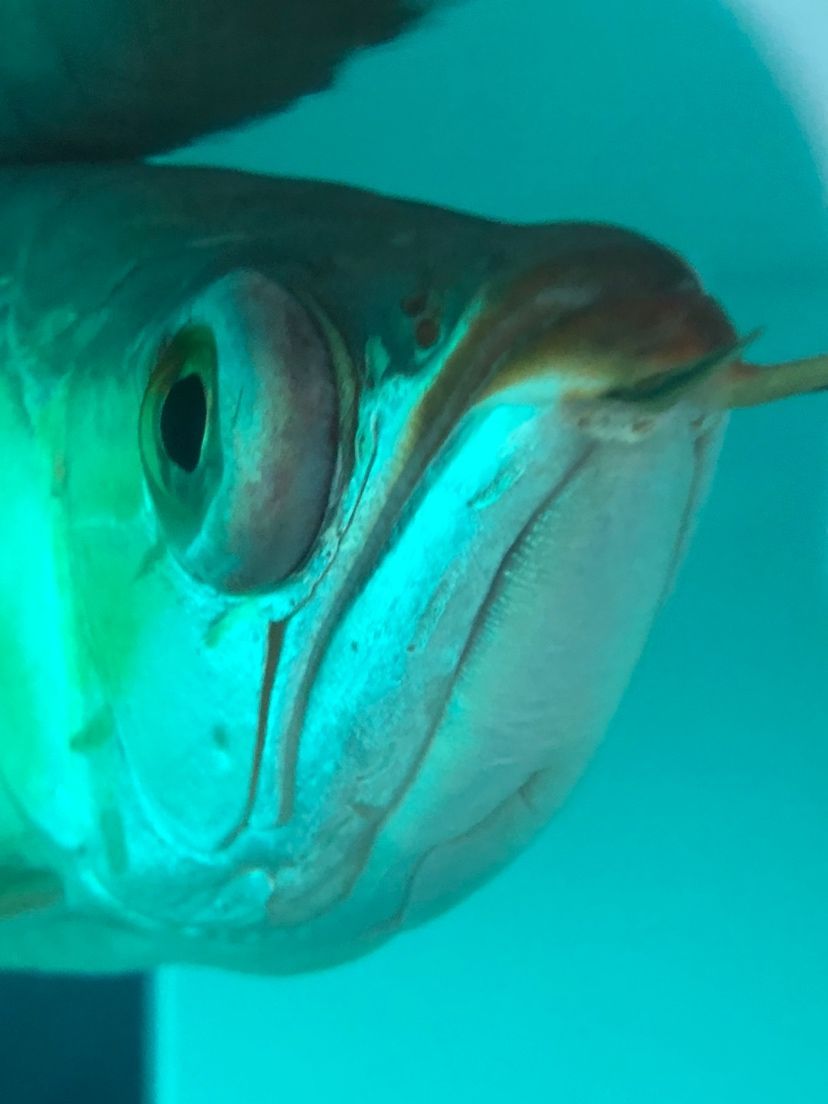 龍魚凸眼怎么治療等