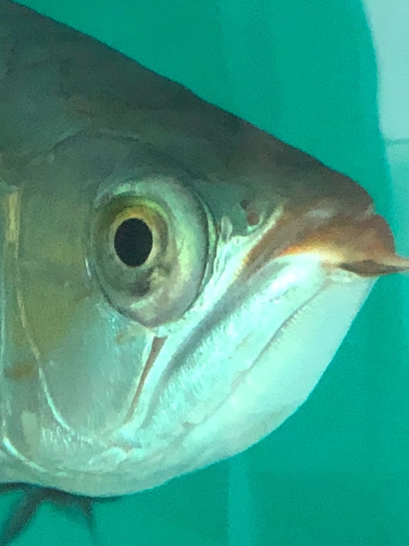 龍魚凸眼怎么治療等
