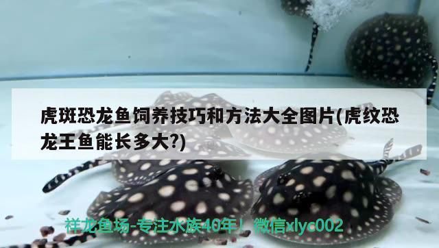 虎斑恐龍魚飼養技巧和方法大全圖片(虎紋恐龍王魚能長多大？)