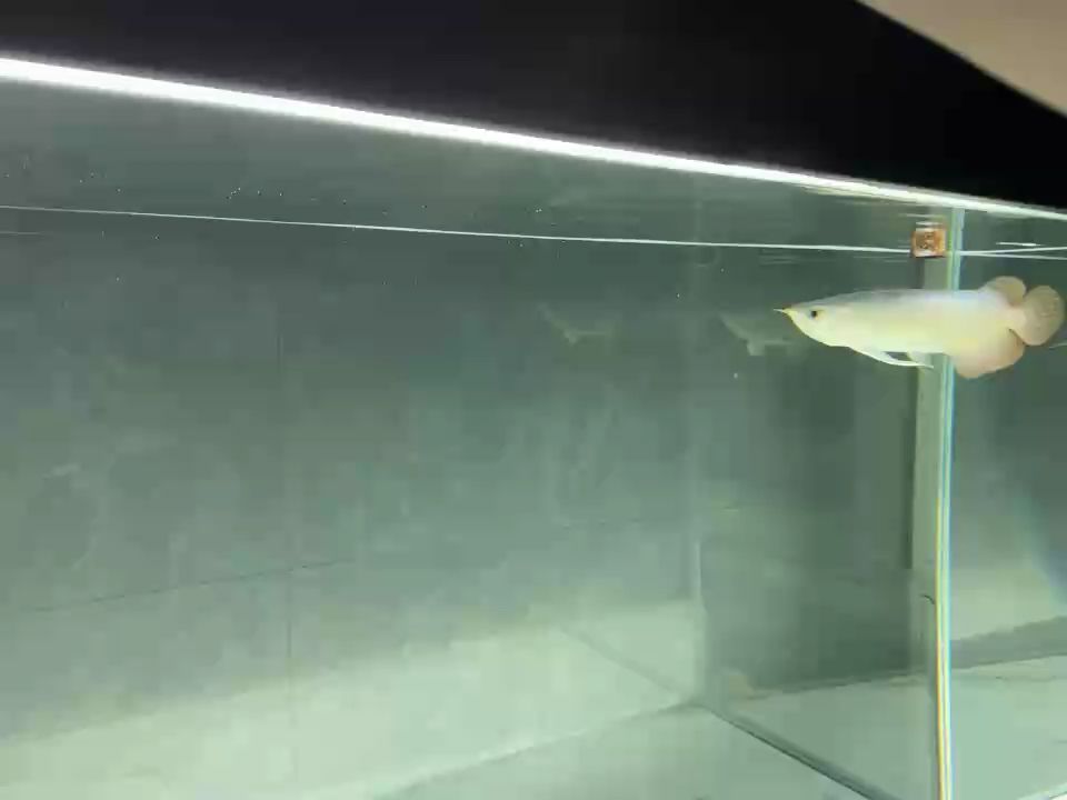 吃蝦好還是麥穗