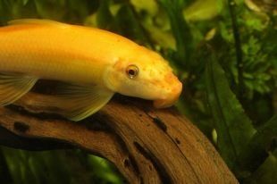 世界上最大龍魚排名（世界上最大龍魚排名前十）