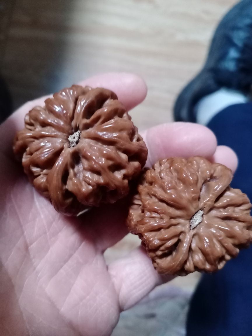 大粗筋邊45+，肚46+，高40精品無(wú)修，八筋俱頂霸氣側(cè)漏，有緣者得，瞧好不退不換！