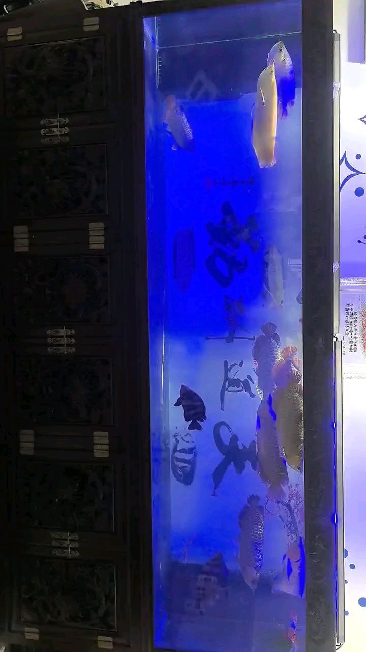 打卡長明虎