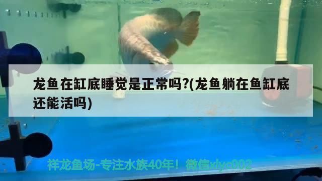 龍魚(yú)在缸底睡覺(jué)是正常嗎?(龍魚(yú)躺在魚(yú)缸底還能活嗎)