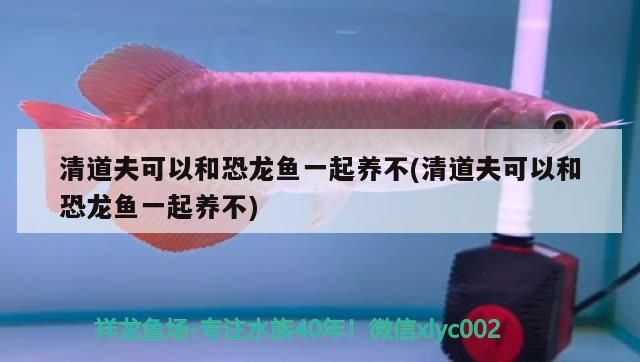清道夫可以和恐龍魚一起養不(清道夫可以和恐龍魚一起養不)