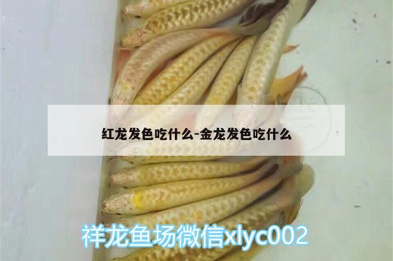 紅龍發色吃什么:金龍發色吃什么 紅龍發色吃什么:金龍發色吃什么 觀賞魚百科