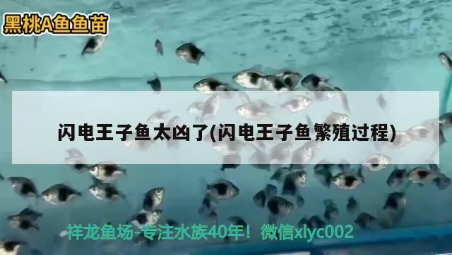 閃電王子魚太兇了(閃電王子魚繁殖過程)