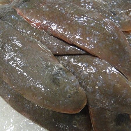 真正的龍利魚圖片 真正的龍利魚圖片 觀賞魚百科 第9張