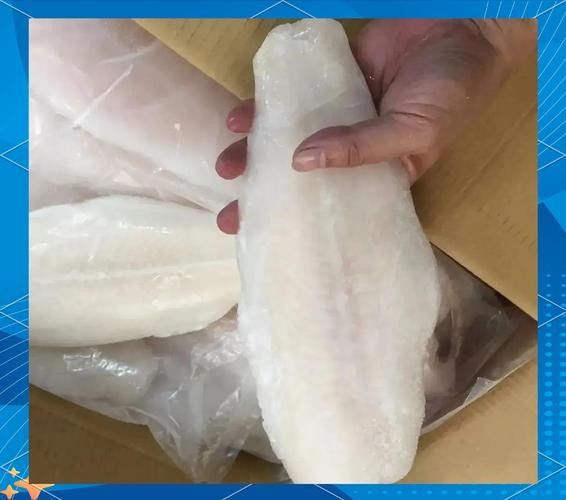 真正的龍利魚圖片 真正的龍利魚圖片 觀賞魚百科 第6張