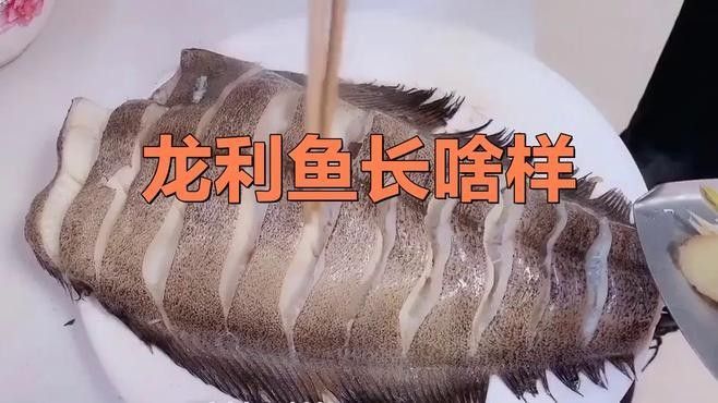 真正的龍利魚圖片 真正的龍利魚圖片 觀賞魚百科 第7張