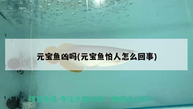 元寶魚兇嗎(元寶魚怕人怎么回事)