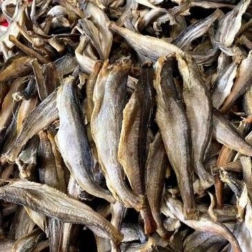 四川龍魚