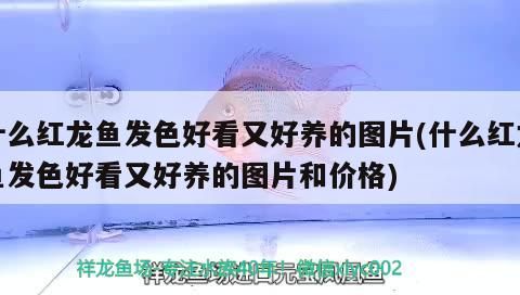 什么紅龍魚發(fā)色好看又好養(yǎng)的圖片(什么紅龍魚發(fā)色好看又好養(yǎng)的圖片和價(jià)格)