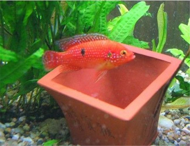 小魚缸適合養什么魚紅色的(紅色的魚魚缸背景什么色好看)