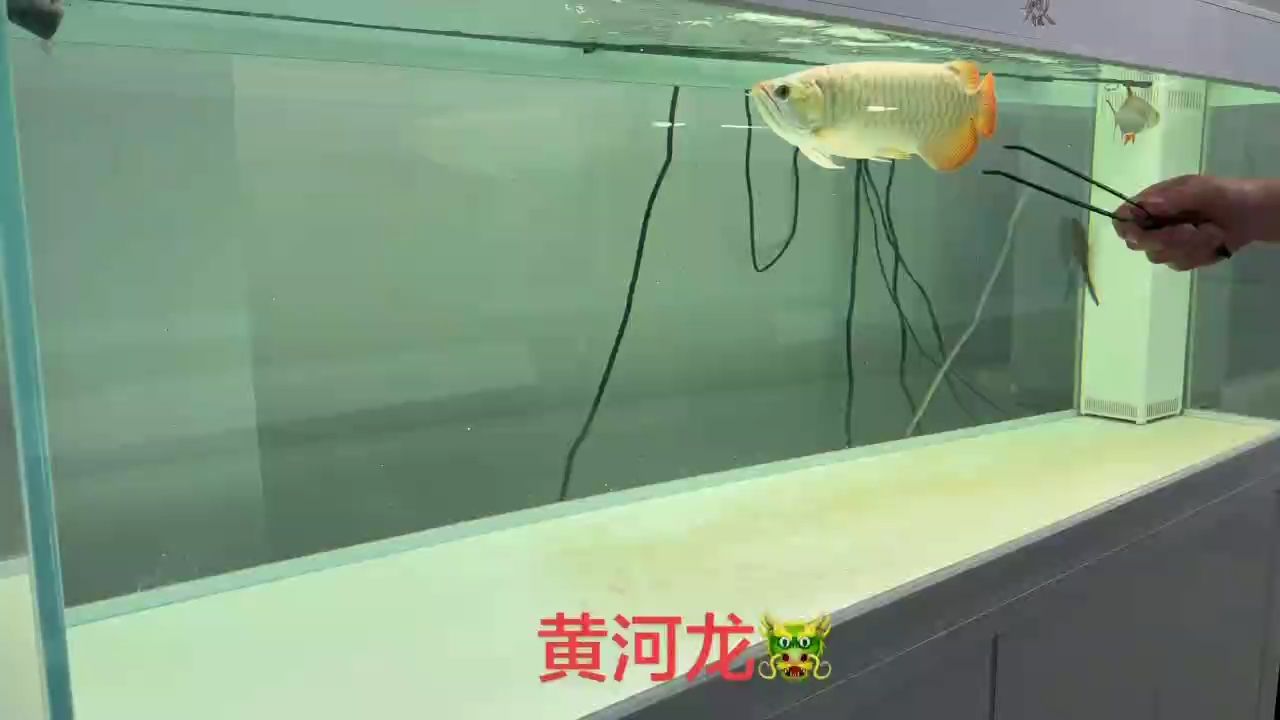 王者風范
