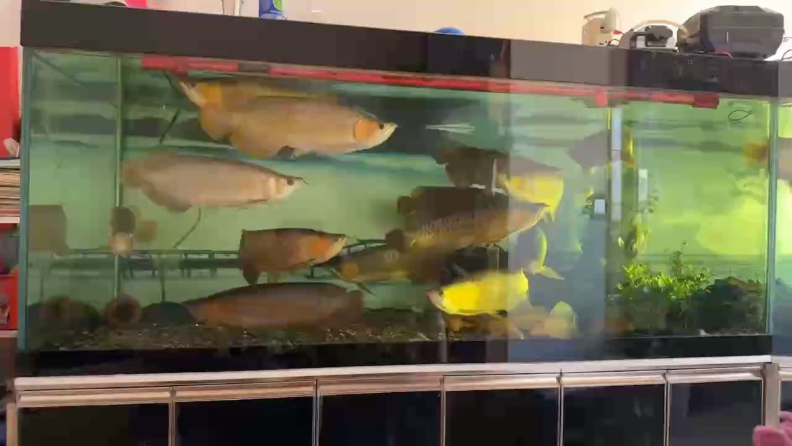 落日余暉-卡農 落日余暉-卡農 龍魚論壇