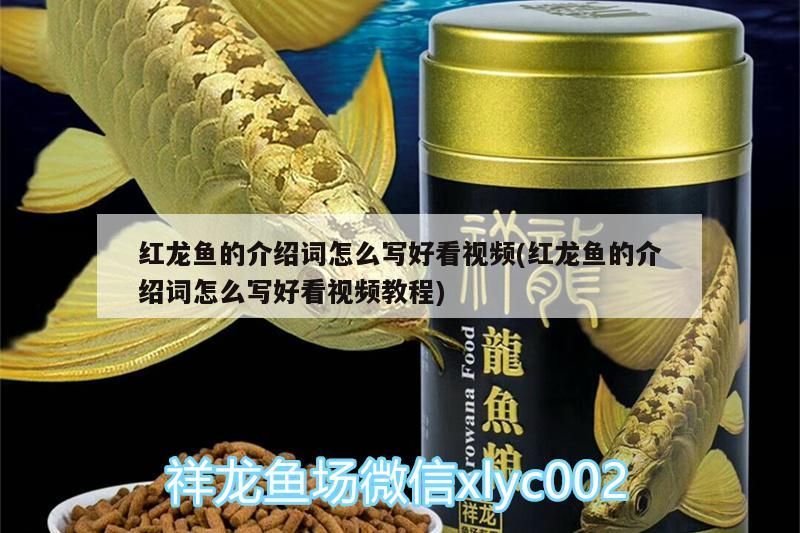 紅龍魚的介紹詞怎么寫好看視頻(紅龍魚的介紹詞怎么寫好看視頻教程)