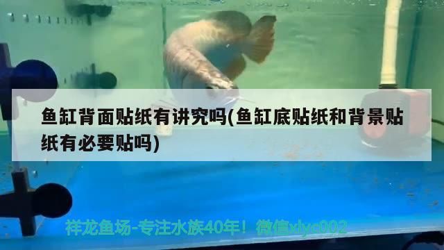 魚缸背面貼紙有講究嗎(魚缸底貼紙和背景貼紙有必要貼嗎)