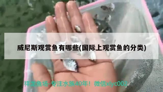 威尼斯觀賞魚有哪些(國際上觀賞魚的分類)