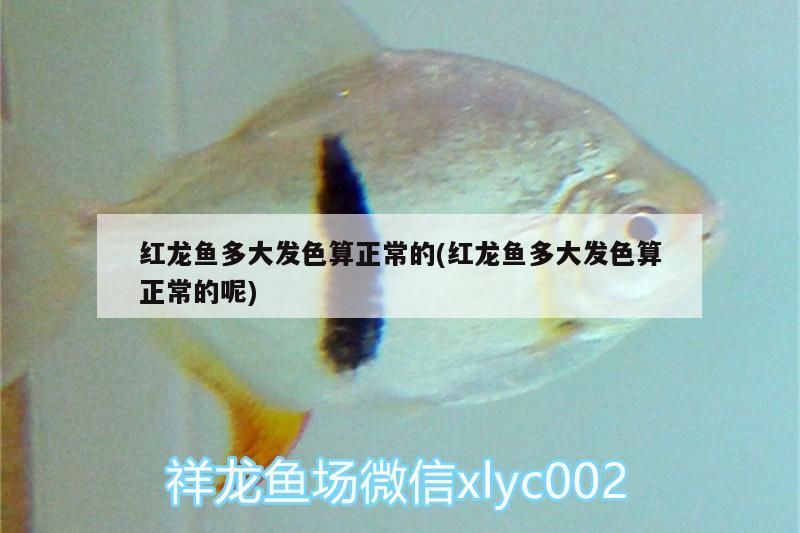 紅龍魚多大發(fā)色算正常的(紅龍魚多大發(fā)色算正常的呢)