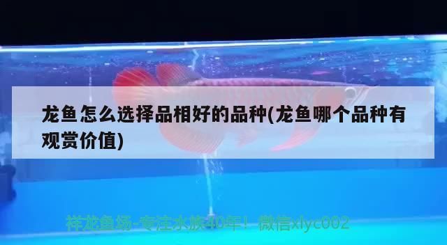 魚缸用增氧泵價(jià)格是多少:魚缸增氧機(jī)-xtrac增氧機(jī)-xtrac增氧機(jī) 龍魚怎么選擇品相好的品種(龍魚哪個(gè)品種有觀賞價(jià)值) 觀賞魚百科 龍魚怎么選擇品相好的品種(龍魚哪個(gè)品種有觀賞價(jià)值) 龍魚怎么選擇品相好的品種(龍魚哪個(gè)品種有觀賞價(jià)值) 觀賞魚百科