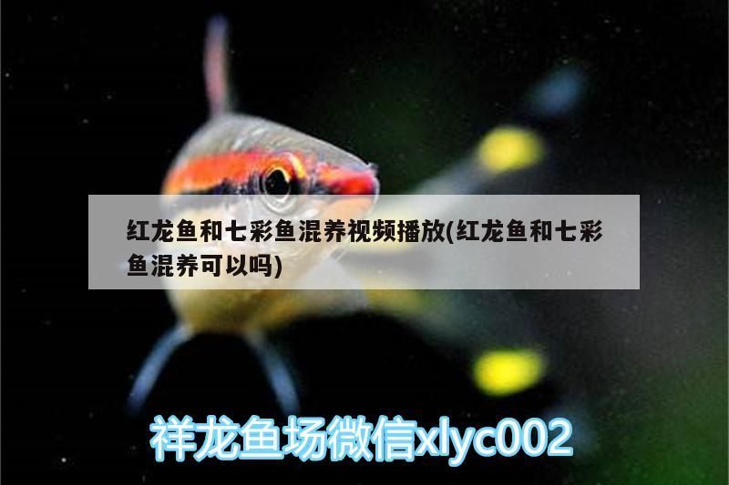 紅龍魚和七彩魚混養視頻播放(紅龍魚和七彩魚混養可以嗎)
