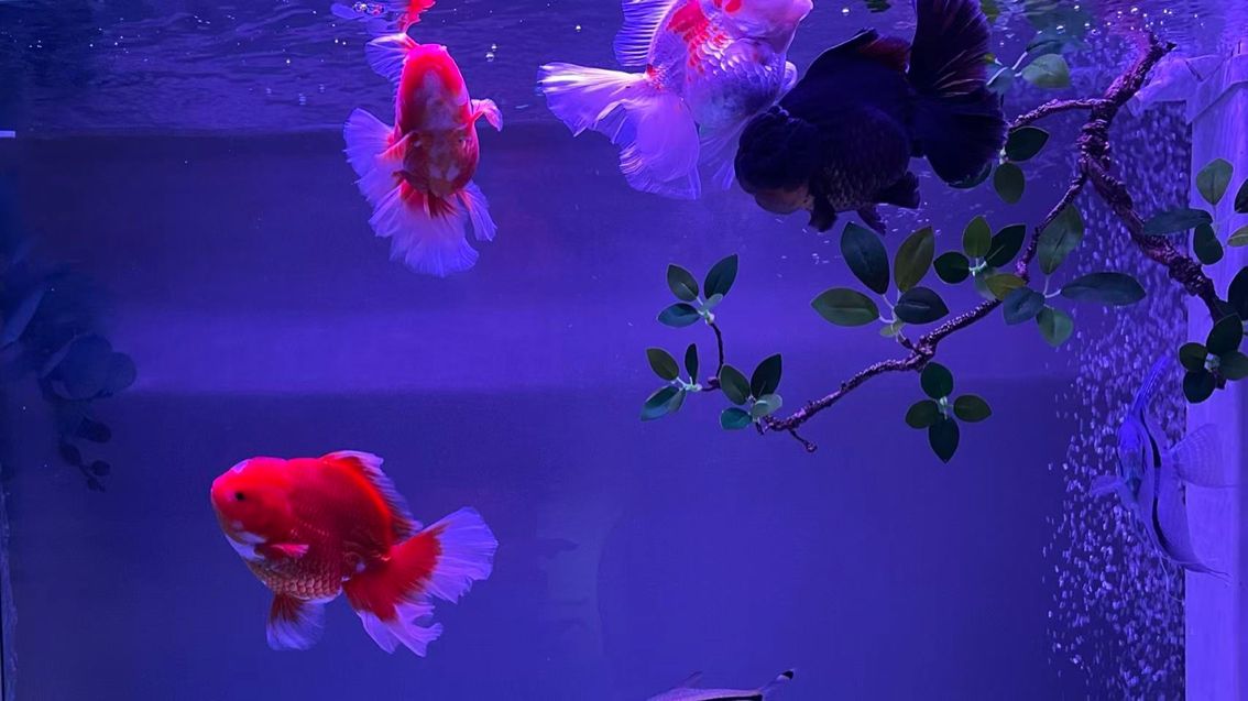 出百褶泰獅金魚