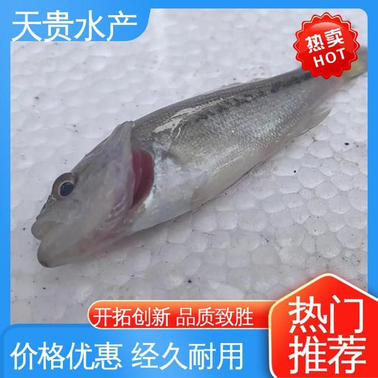 蘇州龍魚