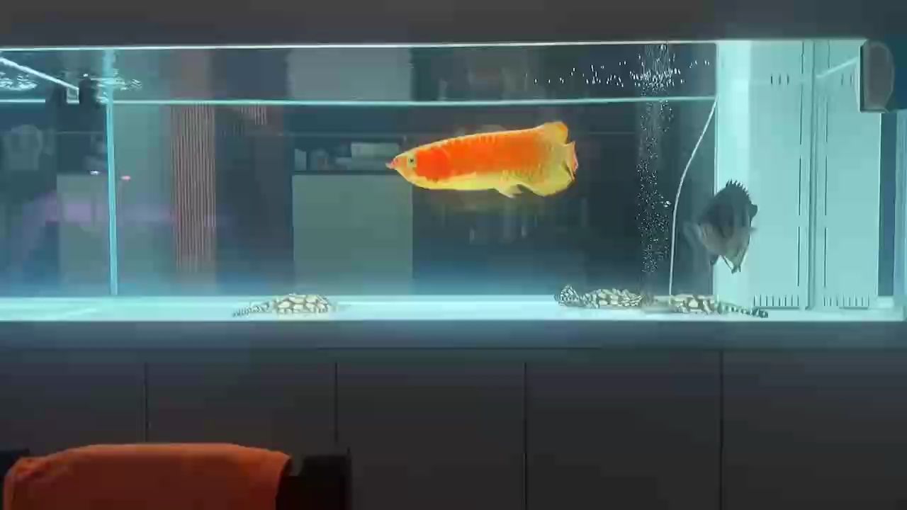 開啟搬磚模式