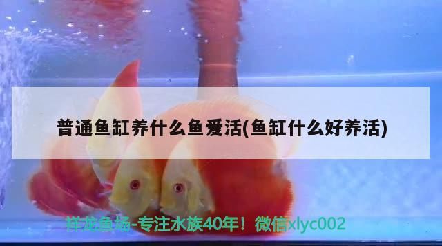 普通魚缸養什么魚愛活(魚缸什么好養活)