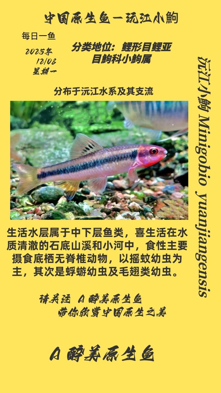 沅江小鮈