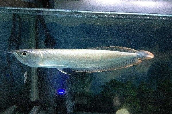 興寧龍魚