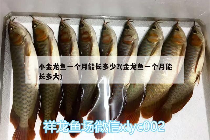小金龍魚一個(gè)月能長多少?(金龍魚一個(gè)月能長多大)