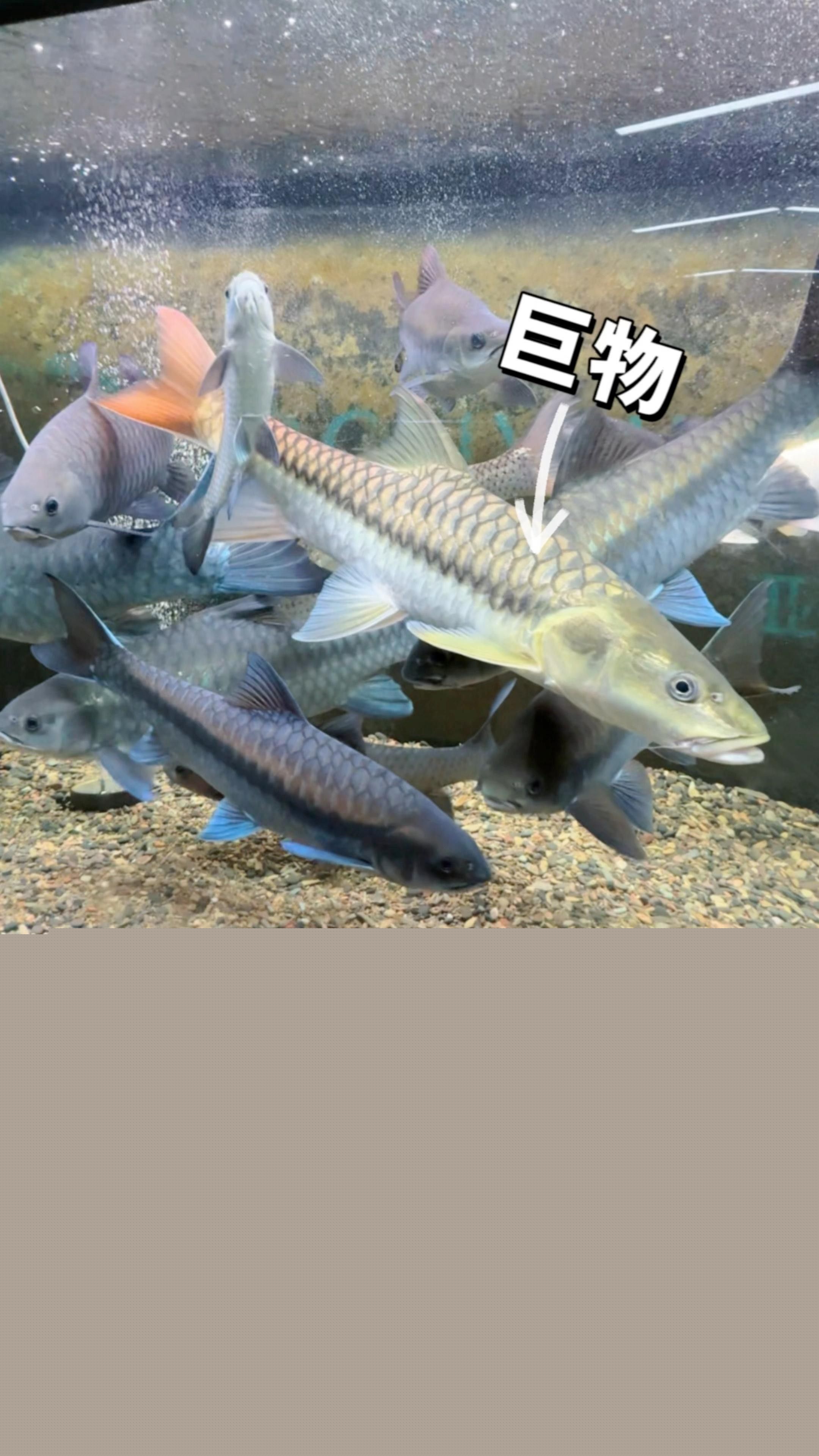暹羅巨鯉（吉羅魚），祥龍魚場 暹羅巨鯉（吉羅魚），祥龍魚場 觀賞魚百科 第5張