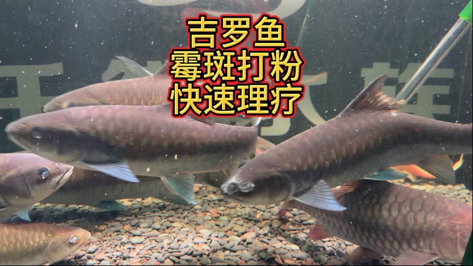 暹羅巨鯉（吉羅魚），祥龍魚場 暹羅巨鯉（吉羅魚），祥龍魚場 觀賞魚百科 第4張