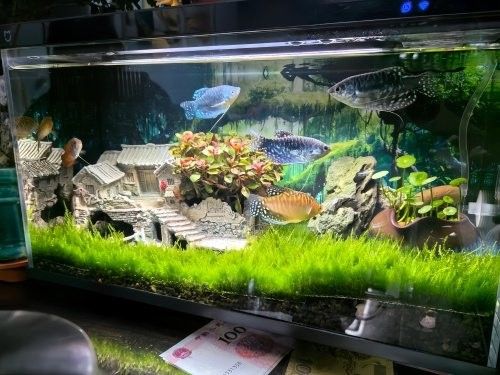 曼龍魚在玄學中的含義