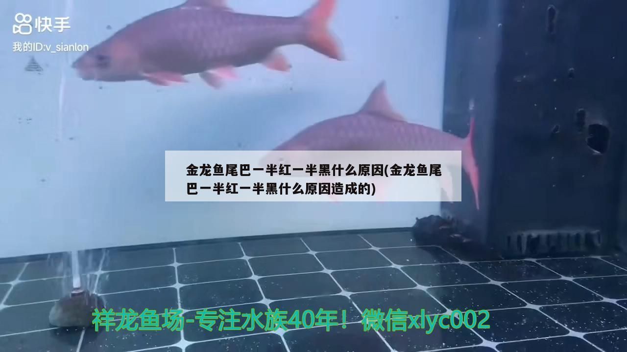 金龍魚上海工廠（目前上海有多少家企業）