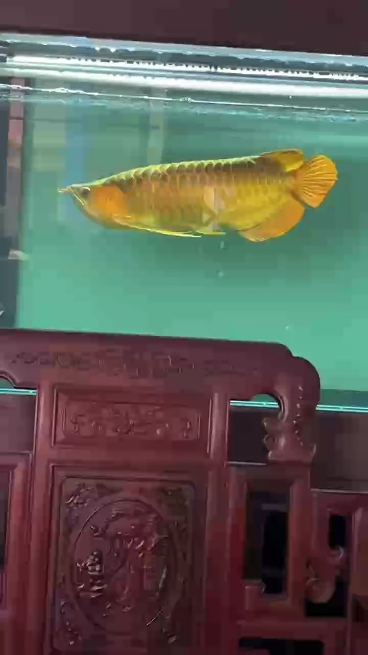 紅龍的版型有的它都有