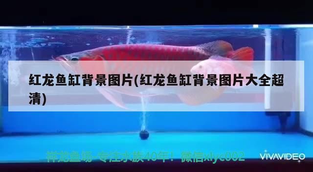 紅龍魚缸背景圖片(紅龍魚缸背景圖片大全超清)