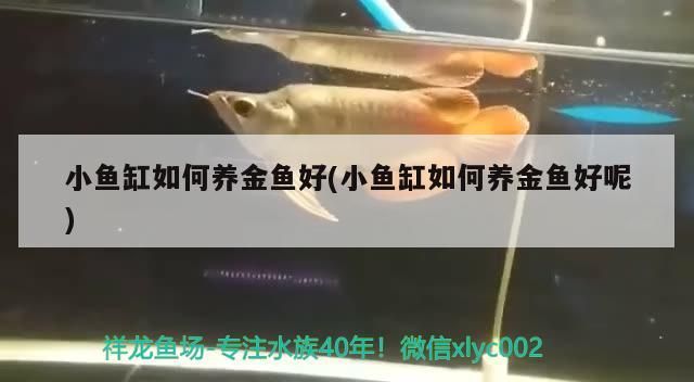 小魚缸如何養金魚好(小魚缸如何養金魚好呢)