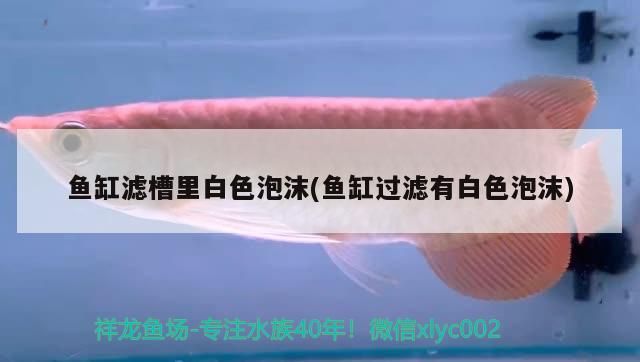 魚缸濾槽里白色泡沫(魚缸過濾有白色泡沫)