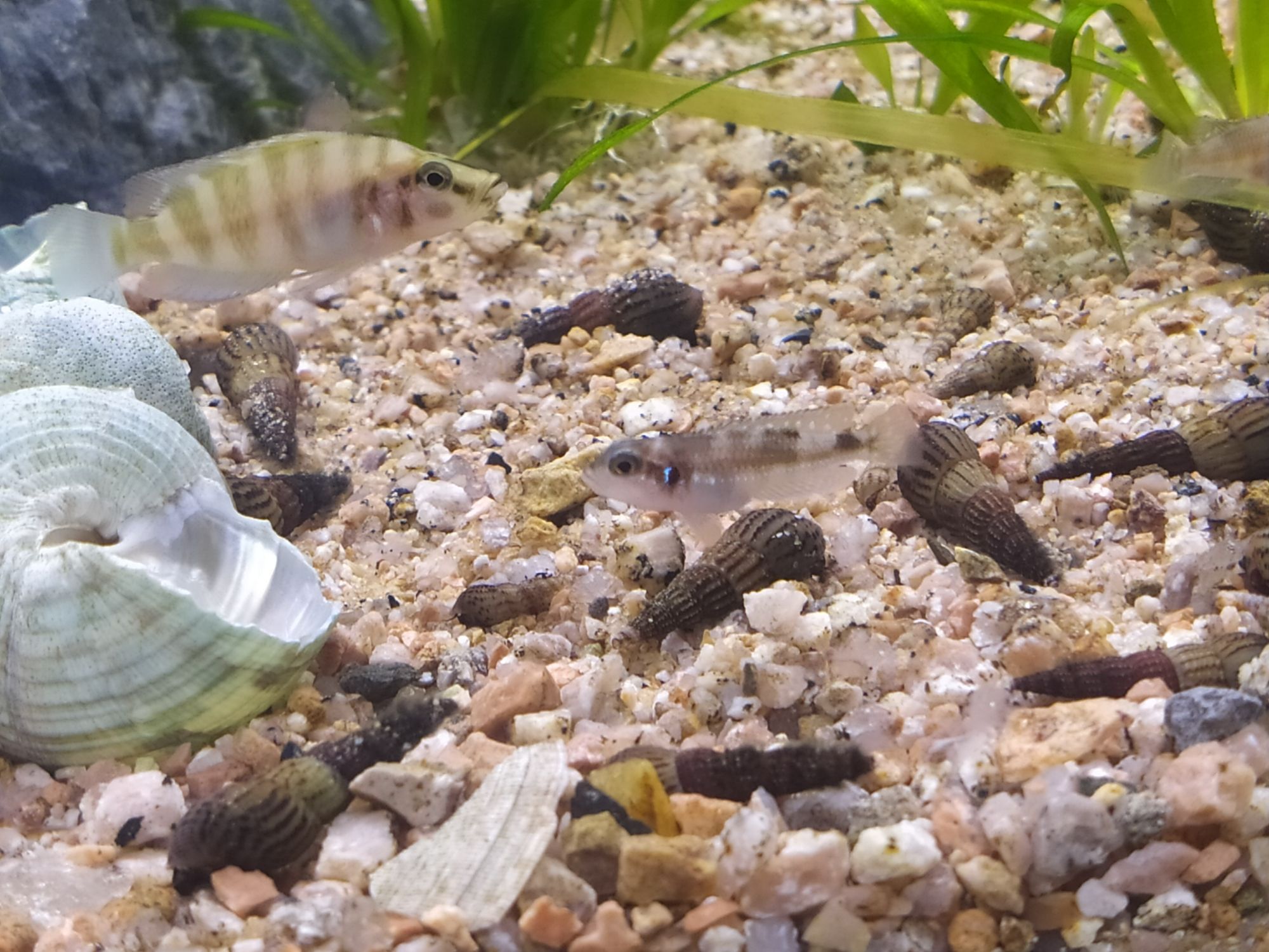 鄭州觀賞魚市場坦湖大混養記錄一下