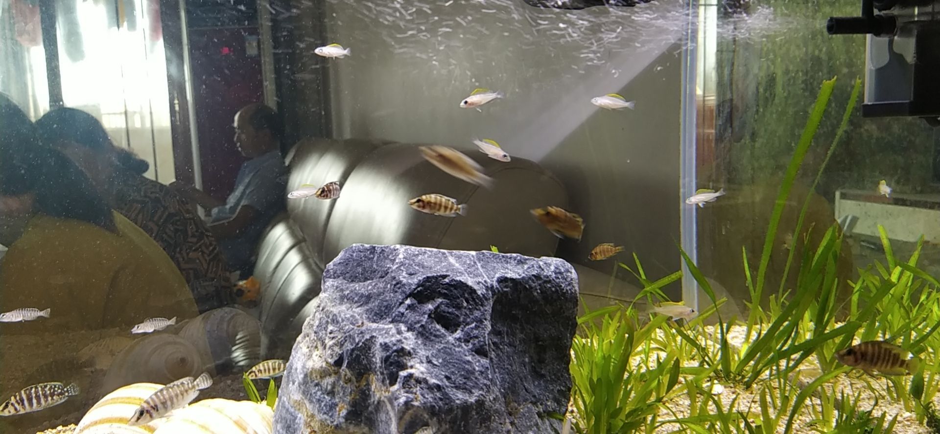 鄭州觀賞魚市場坦湖大混養記錄一下